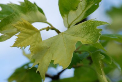 Platanus x hispanica (acerifolia)  'Suttneri' - platan javorolistý - list detail
